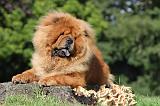 CHOW CHOW 379